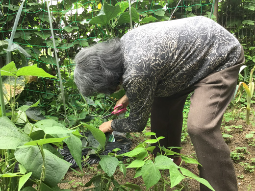 常清の里菜園